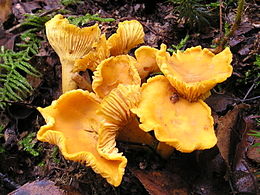 Finferli