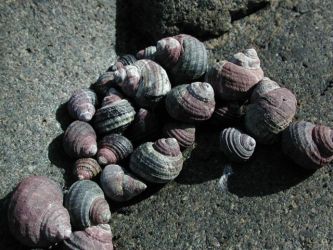 Ricette di Chiocciole
