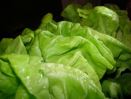 Ricette di Lattuga
