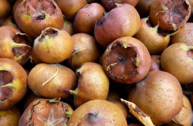 Ricette di Nespole