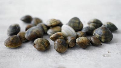 Ricette di Vongole