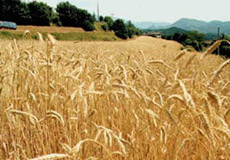 Ricetta Ancora in aumento i prezzi degli alimenti