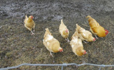 Ricetta La UE da il via libera al Pollo al cloro