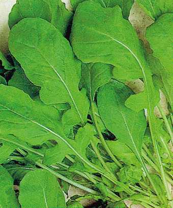 Ricetta Insalatina leggera
