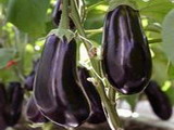 Ricetta Melanzane all’aglio e menta