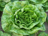 Ricetta Minestra di lattuga