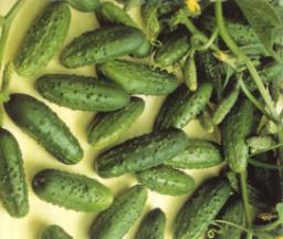 Ricetta Salsa piccante