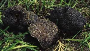 Ricetta Strozzapreti al tartufo nero