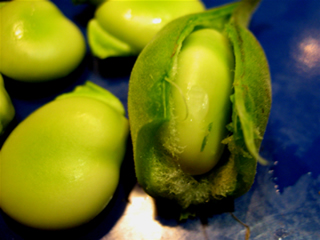 Ricetta Pesto di fave e pecorino