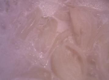 Ricetta Finocchi al latte