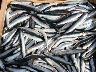 Ricetta Acciughe al finocchio