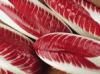Ricetta Cannelloni al radicchio trevigiano