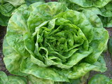 Ricetta Ensalada de lechuga con mostaza